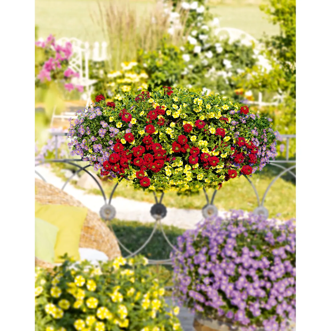 Plantiflor Verbene Temari weiß und rosa/rot T10,5