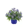 Plantiflor Verbene verschiedene Farben T13