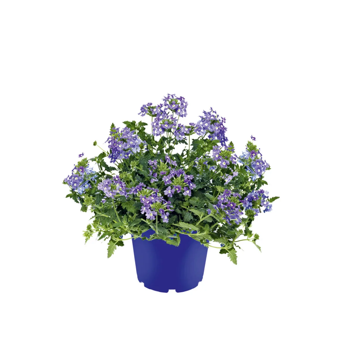 Plantiflor Verbene verschiedene Farben T13