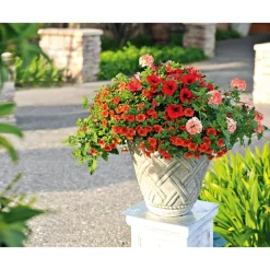 Plantiflor Verbene verschiedene Farben T13