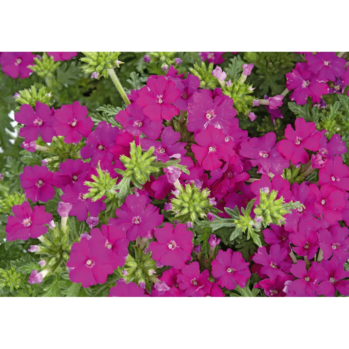 Plantiflor Verbene verschiedene Farben T13