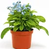 Plantiflor Vergissmeinnicht im Topf Durchmesser 11 cm