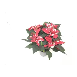 Plantiflor Weihnachtsstern Skystar T13