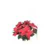 Plantiflor Weihnachtsstern Skystar T17