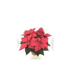 Plantiflor Weihnachtsstern Busch