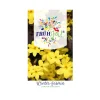 Plantiflor Winter-Jasmin Topf Durchmesser 23 cm
