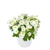 Plantiflor Zauberglöckchen, Topf Ø 13 cm