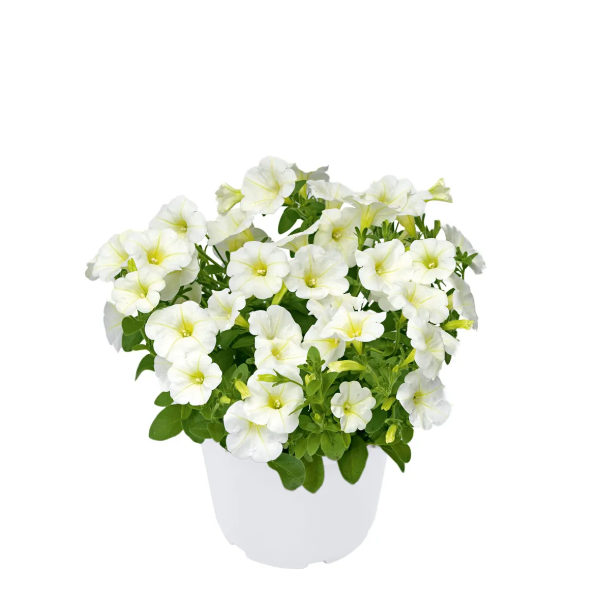 Plantiflor Zauberglöckchen, Topf Ø 13 cm
