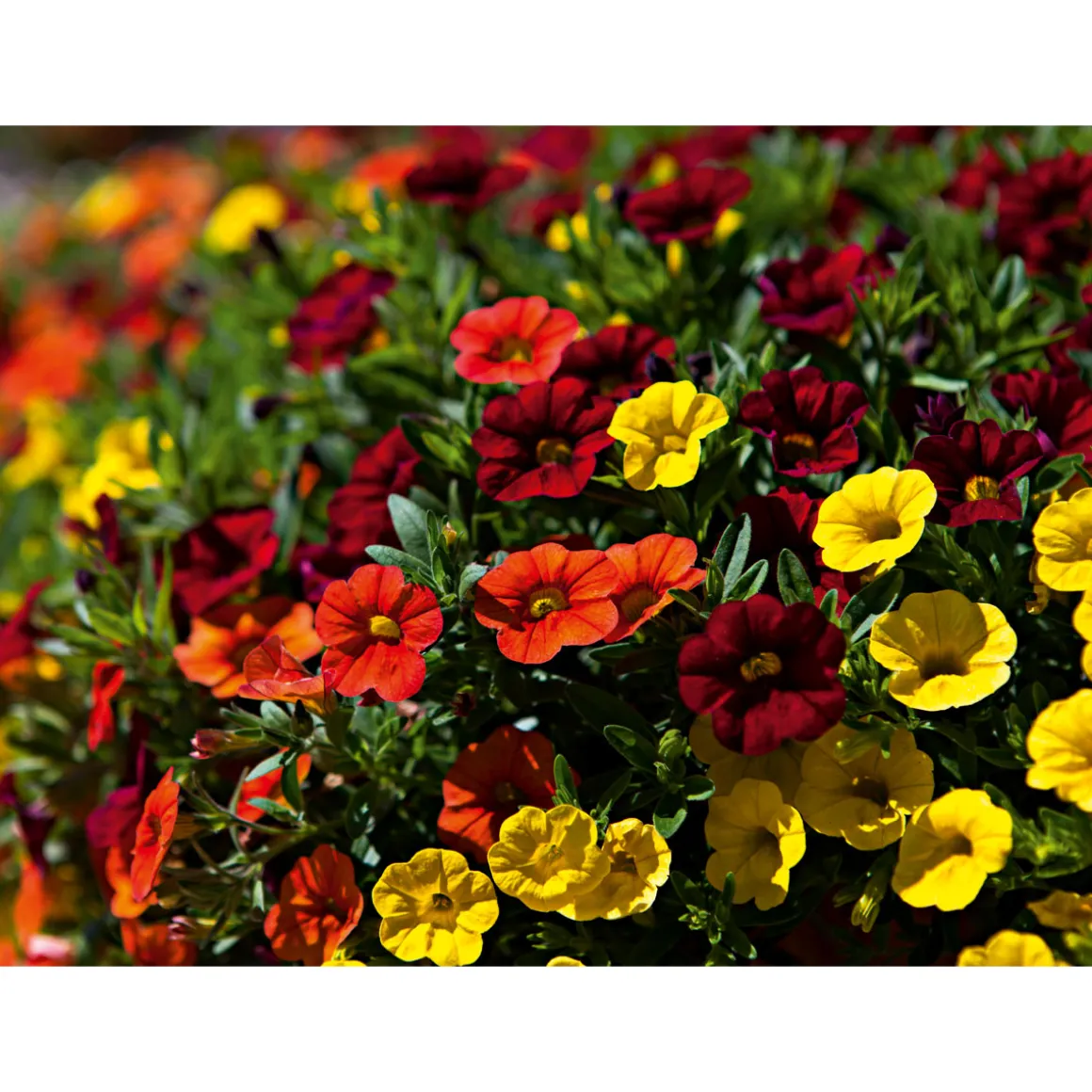 Plantiflor Zauberglöckchen, Topf Ø 13 cm