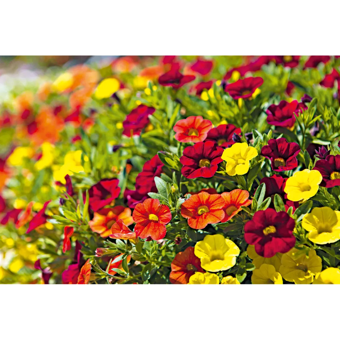 Plantiflor Zauberglöckchen, Topf Ø 13 cm