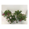 Plantiflor Zauberglöckchen Sonderfarben T12