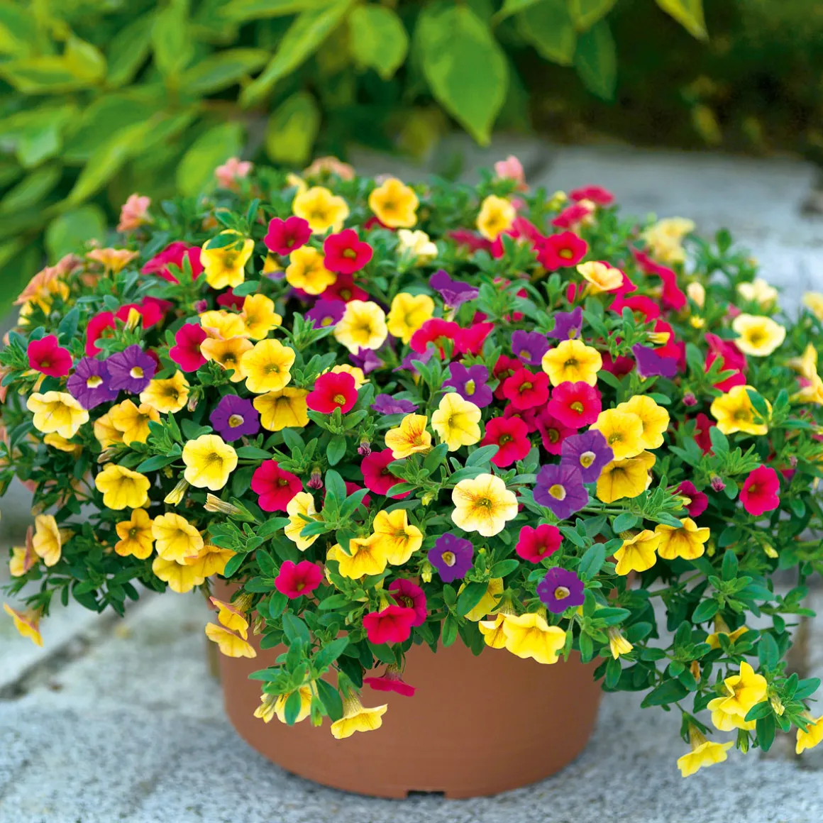 Plantiflor Zauberglöckchen dreifarbig Topf Durchmesser 12 cm