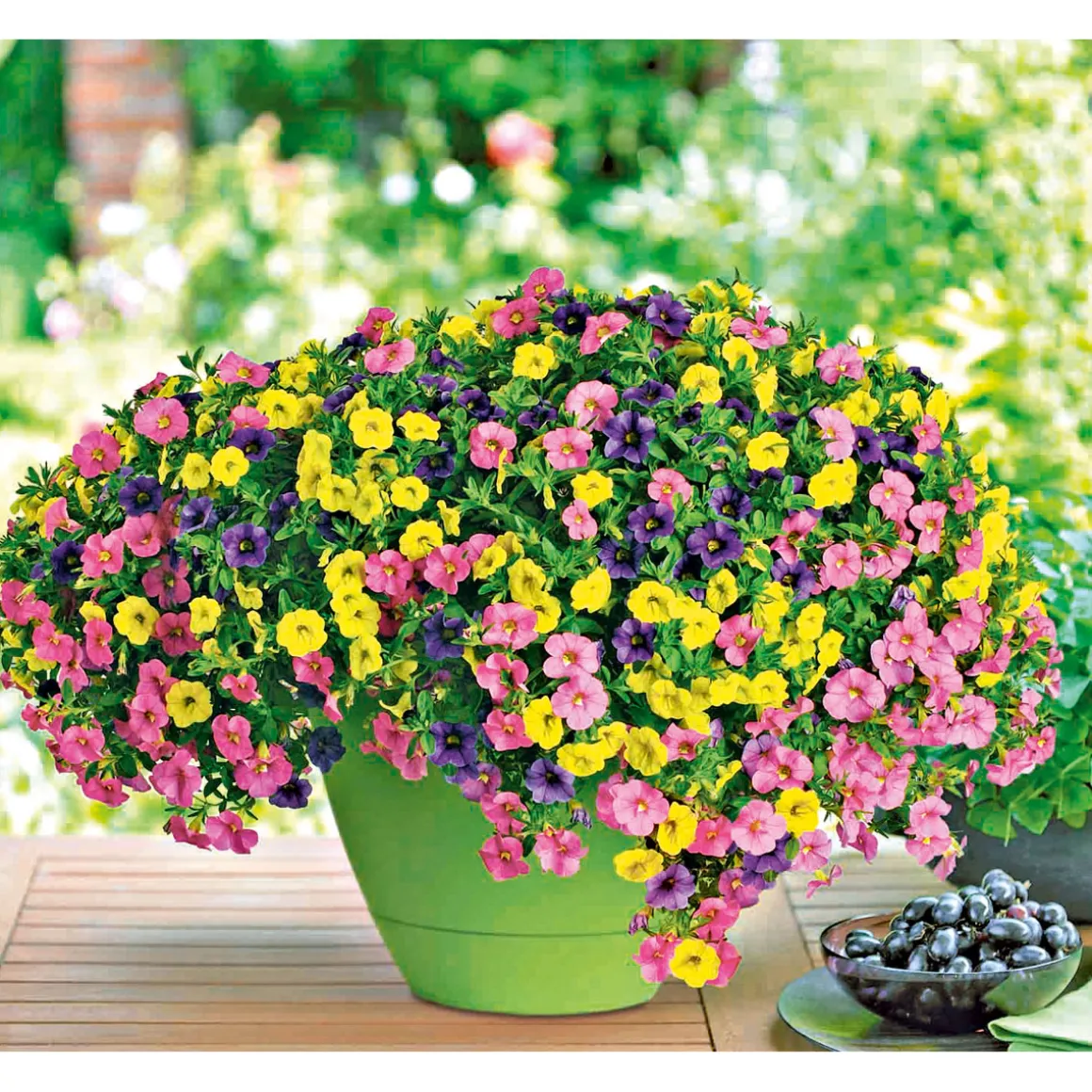 Plantiflor Zauberglöckchen dreifarbig Topf Durchmesser 12 cm