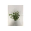 Plantiflor Zauberschnee T12