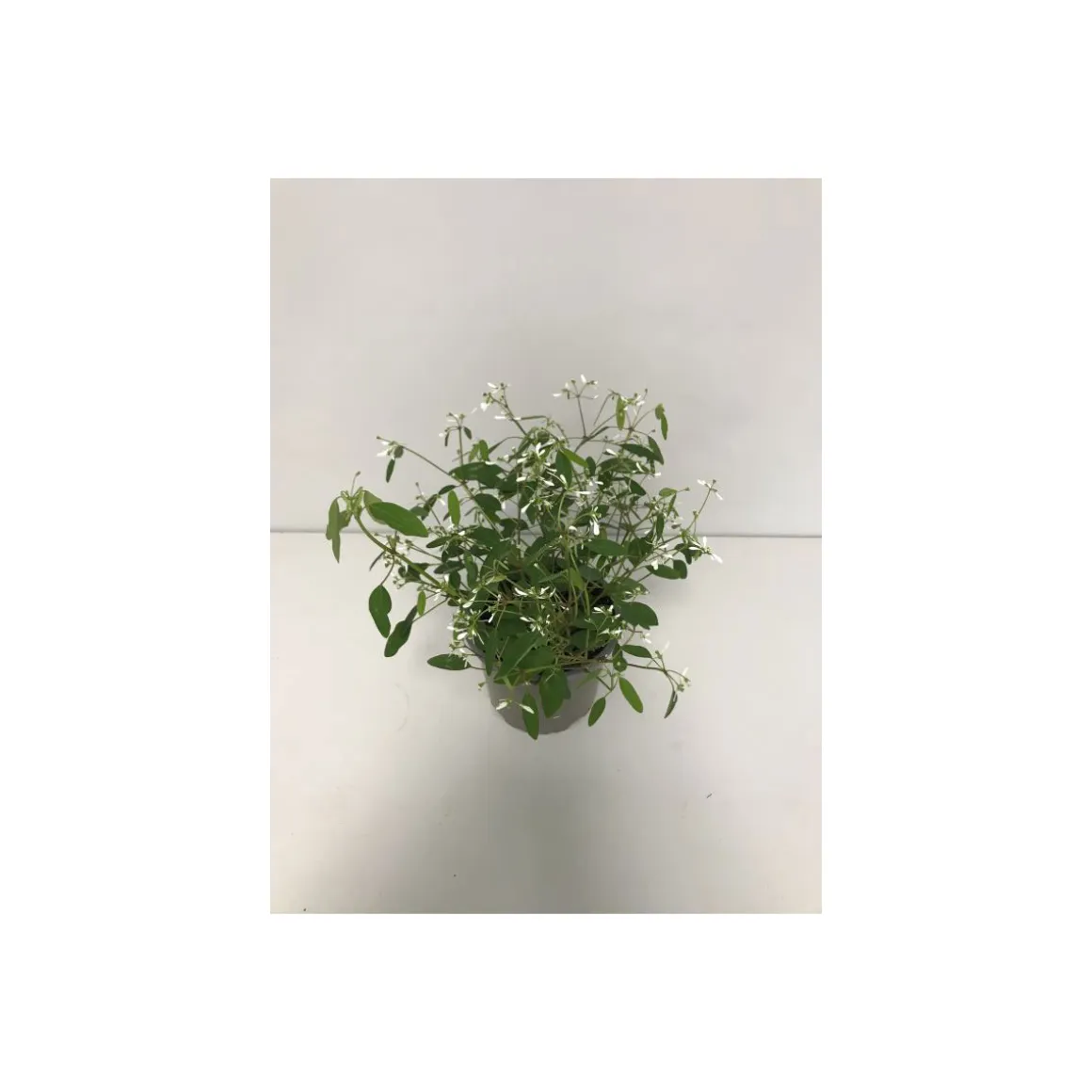 Plantiflor Zauberschnee T12