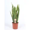 Plantiflor ZGRÜ Sanseveria laurentii T17