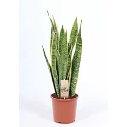Plantiflor ZGRÜ Sanseveria laurentii T17