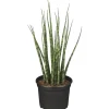 Plantiflor ZGRÜ Sansevieria Spagetti Mix T12 H35 cm
