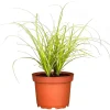 Plantiflor Ziergräser Durchmesser 17 cm versch Sorten