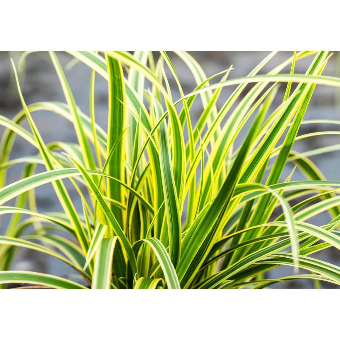 Plantiflor Ziergräser Durchmesser 17 cm versch Sorten