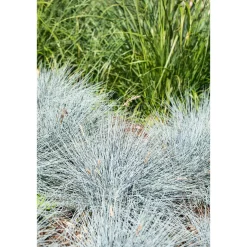 Plantiflor Ziergräser verschiedene Sorten Topf Durchmesser 11 cm