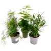 Plantiflor Zierspargel-Mix T12