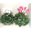 Plantiflor Zimmer-Alpenveilchen verschiedene Farben T21