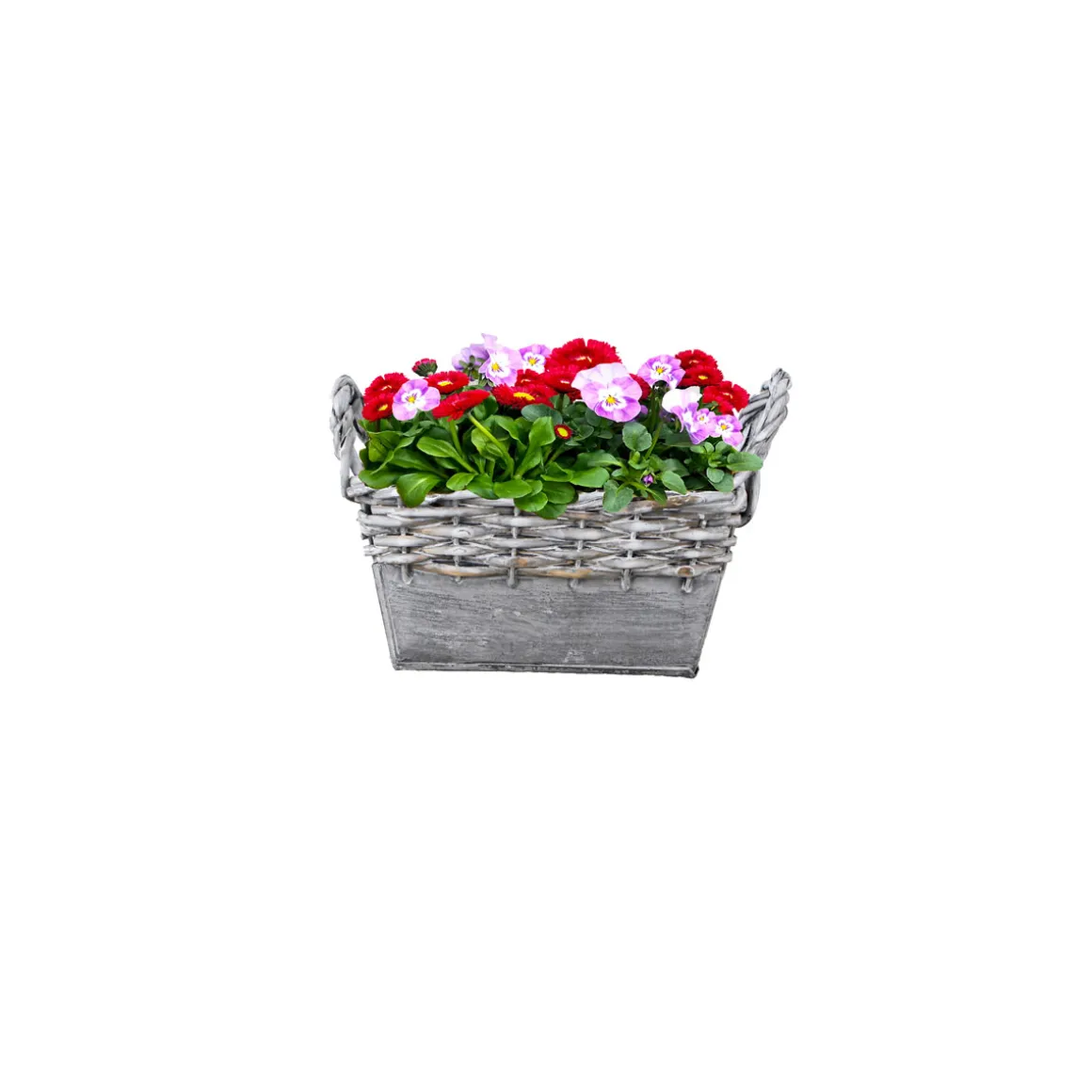 Plantiflor Zink-/Weidenkorb bepflanzt 19 x 12 cm