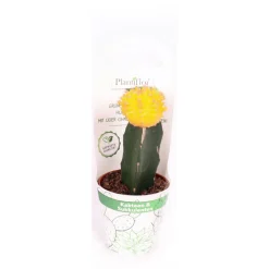 Plantiflor ZKAK Kaktus gepropft Mix Farben T9 PC