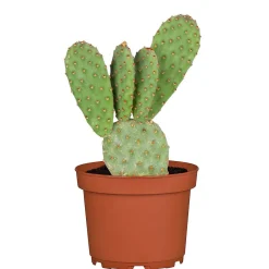 Plantiflor ZKAK Opuntia Mix T5,5 PC