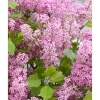 Plantiflor Zwergflieder Flowerfesta Pink Topf Durchmesser 20 cm
