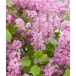 Plantiflor Zwergflieder Flowerfesta Pink Topf Durchmesser 20 cm