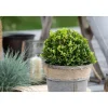 Plantiflor Amerikanische Stechpalme Kleiner Pirate Topf Durchmesser 19 cm
