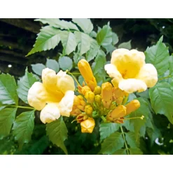 Plantiflor Amerikanische Klettertrompete Flava Topf Durchmesser 17 cm