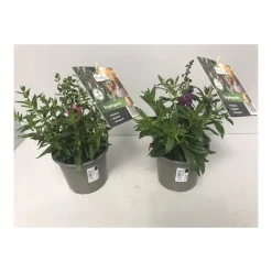 Plantiflor Angelonia Topf Durchmesser 12 cm