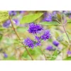 Plantiflor Bartblume Heavenly Blue Topf Durchmesser 19 cm