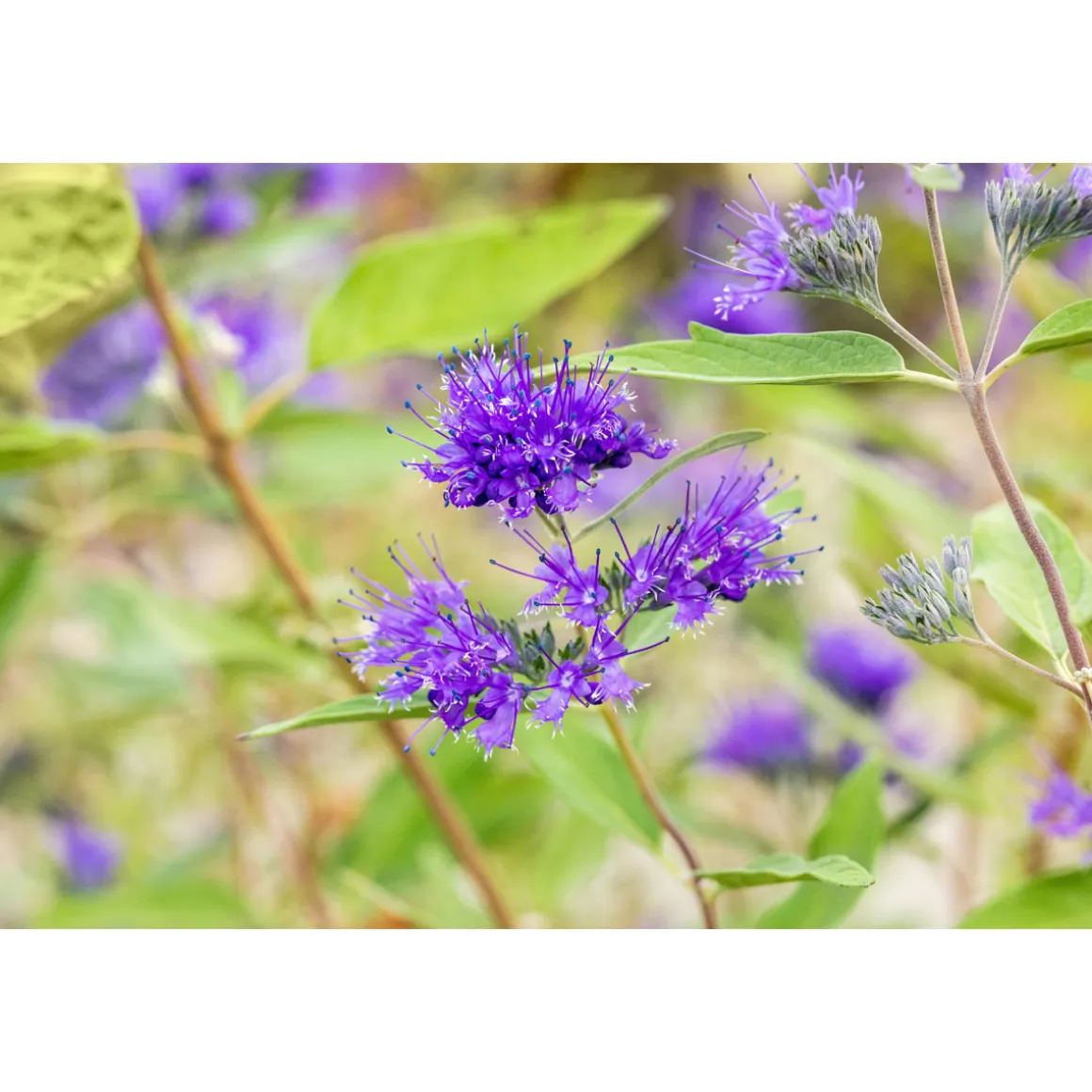 Plantiflor Bartblume Heavenly Blue Topf Durchmesser 19 cm