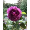 Plantiflor Beetrose Minerva Topf Durchmesser 24 cm