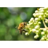 Plantiflor Bienenbaum Topf Durchmesser 17 cm