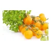 Plantiflor Bio Cocktailtomate Sunviva Topf Durchmesser 10,5 cm