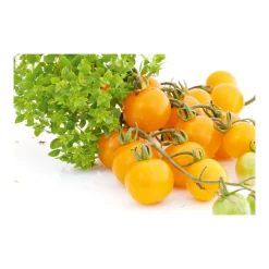 Plantiflor Bio Cocktailtomate Sunviva Topf Durchmesser 10,5 cm
