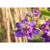 Plantiflor Blaue Großblumige Waldrebe Multi Blue Topf Durchmesser 17 cm