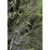 Plantiflor Blaue Säulenzypresse Topf Durchmesser 17 cm