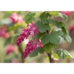 Plantiflor Blutjohannisbeere King Edward VII Topf Durchmesser 19 cm