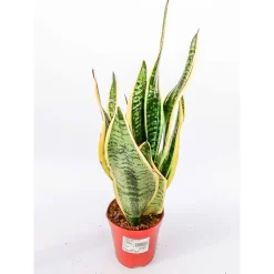 Plantiflor Bogenhanf Laurentii Zeylanica T12