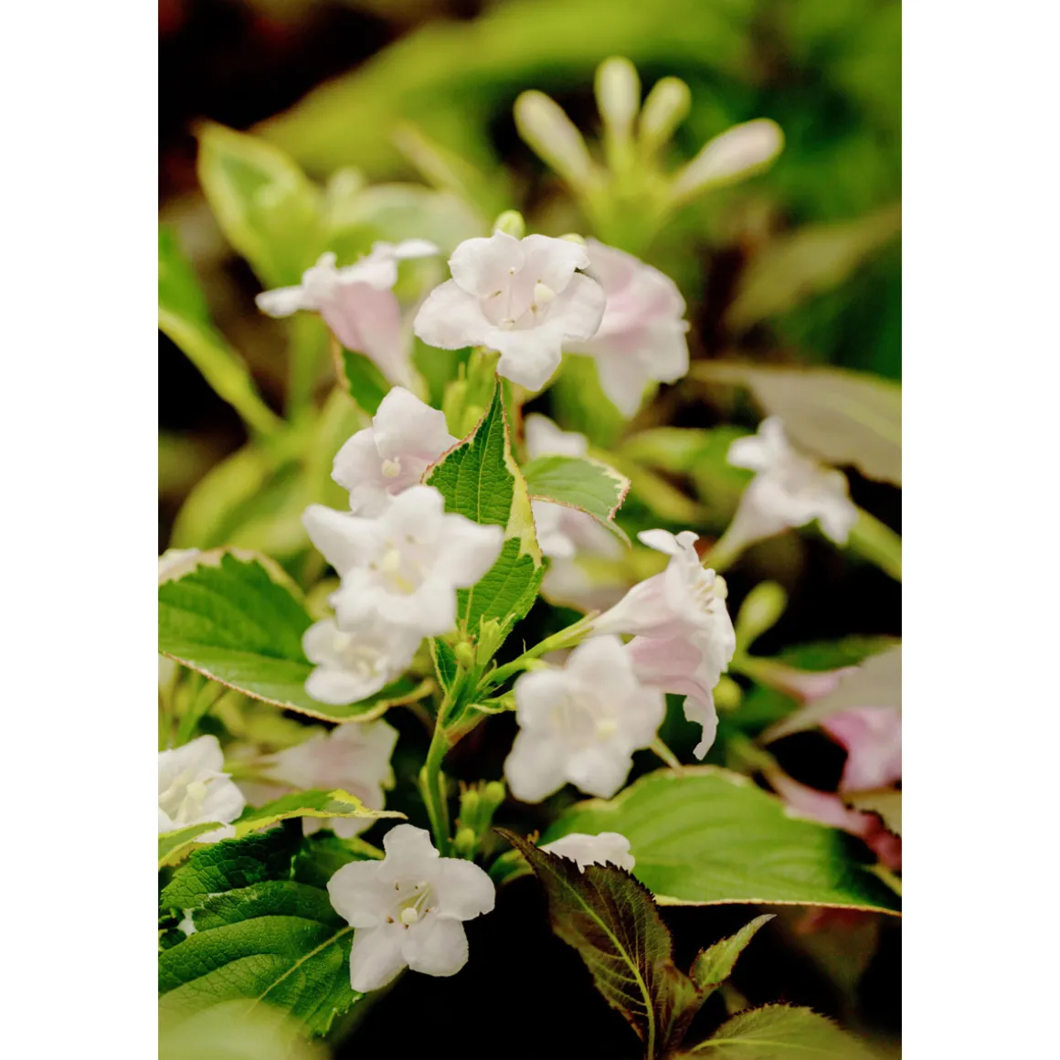 Plantiflor Buntblättrige Weigelie Nana Variegata Topf Durchmesser 19 cm