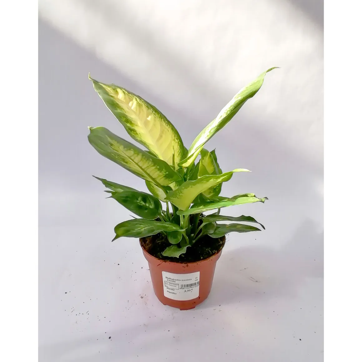 Plantiflor Dieffenbachie Camilla 35 cm T12