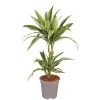 Plantiflor Drachenbaum in Sorten 60-75 cm T17