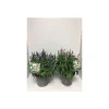 Plantiflor Ehrenpreis verschiedene Farben Topf Durchmesser 19 cm