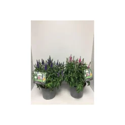 Plantiflor Ehrenpreis verschiedene Farben Topf Durchmesser 19 cm